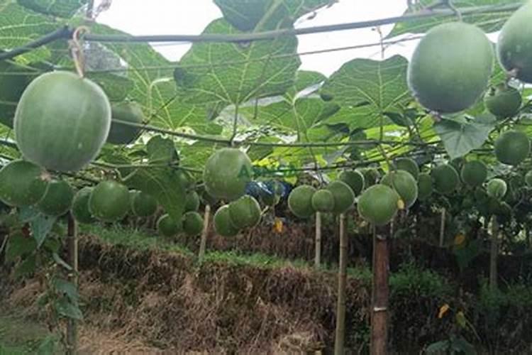 广西罗汉果种植技术