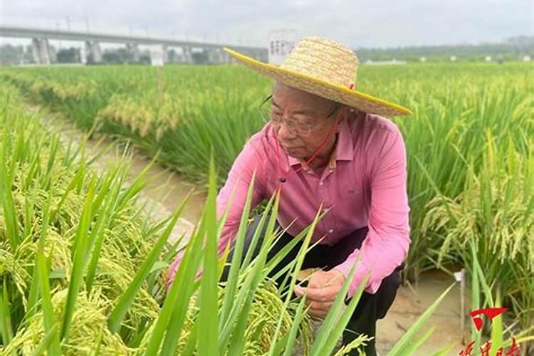 中量元素水溶肥料在水稻育秧中怎样施用？