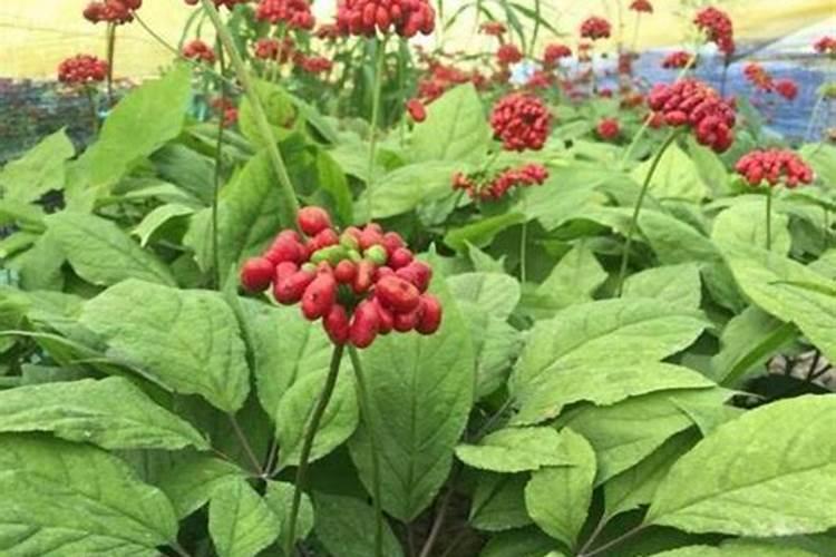 种植西洋参的时候,需要给他施肥吗？