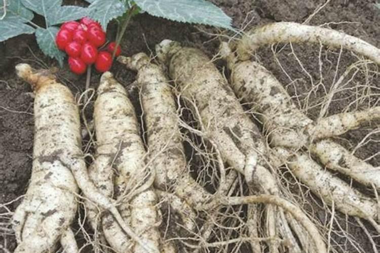 怎样给西洋参追肥？