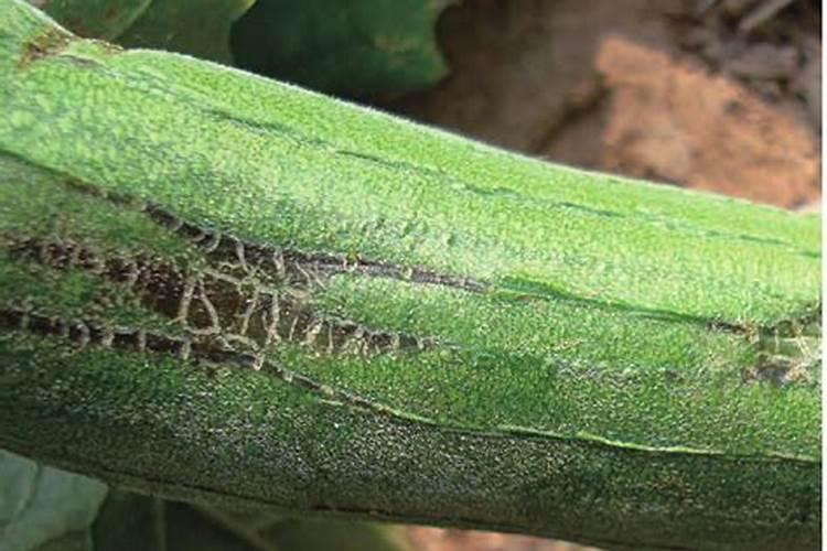 瓜类蔬菜种植中出现生理障害是什么原因导致的？如何防治？