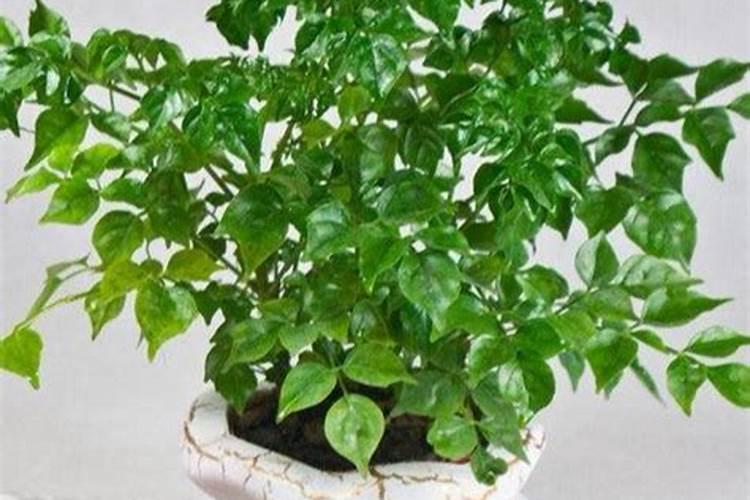 大白菜的施肥技术是什么