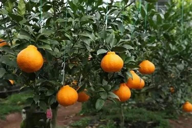 柑橘结果期上什么肥料好？柑橘挂果期用哪些肥料好？