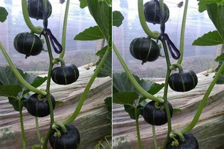 南瓜施什么肥最好