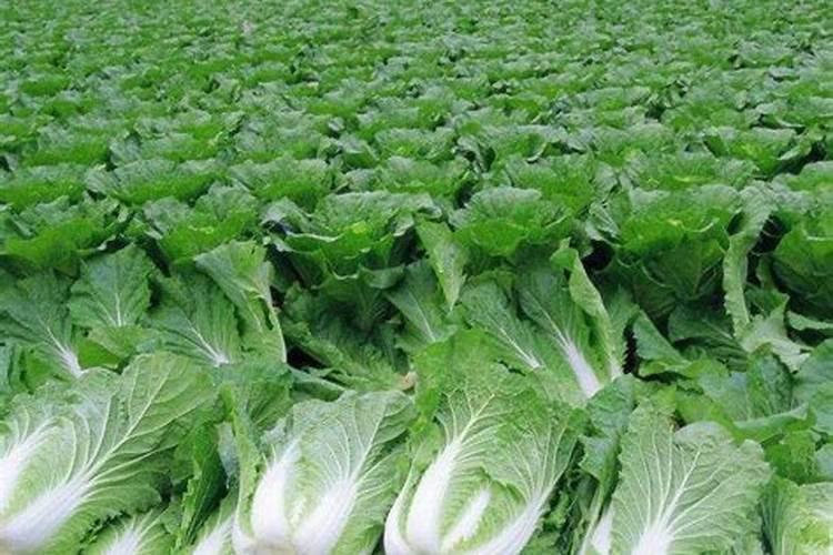 大白菜追肥用什么肥料好