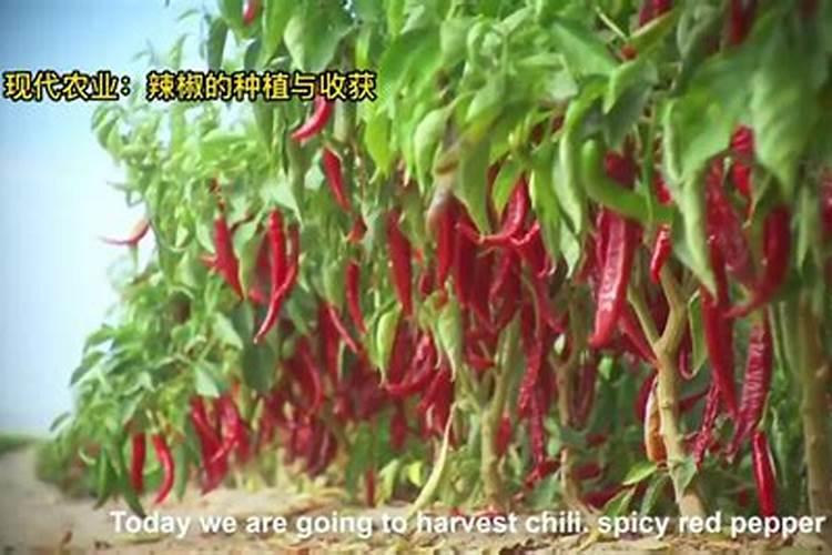 辣椒开花坐果期的营养需求和施肥建议