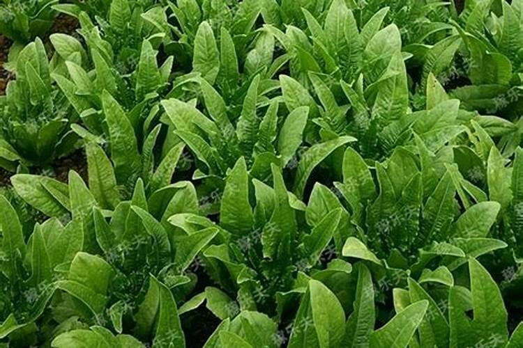 小烟苗用什么肥料最好？