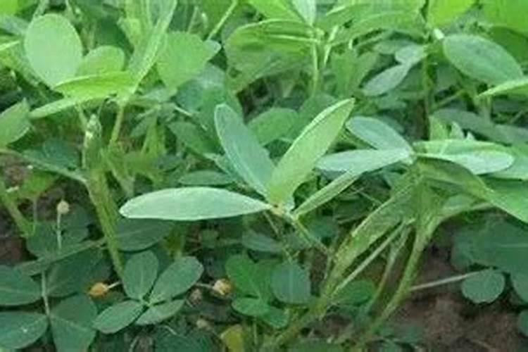 促花芽分化特效药