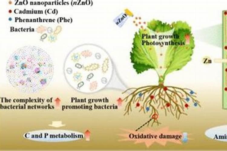 锌肥叶面喷施注意事项