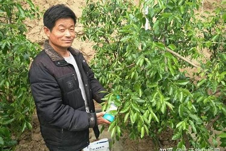 月季为什么要喷施叶面肥杀菌剂添加叶面肥有何作用