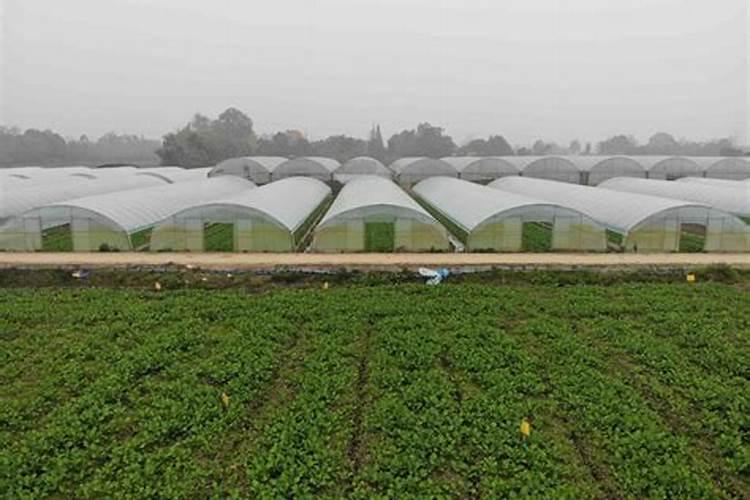 肥料发酵剂和菌肥可以用于果蔬种植么？怎么用