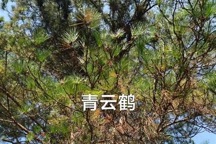 松针土适合种什么菜