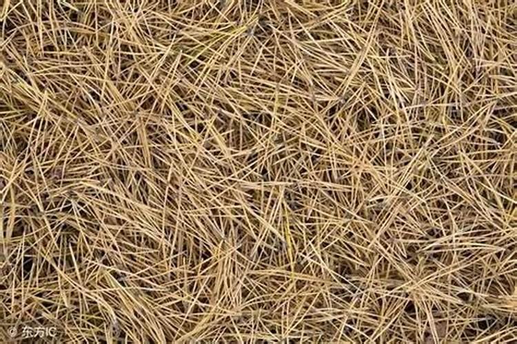 落叶松的松针能做家养植物肥料么