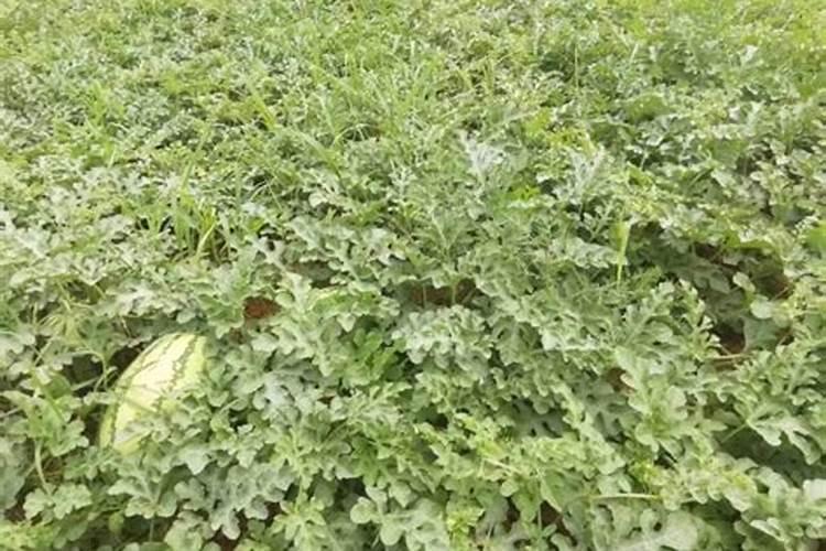 甜瓜用哪种肥料能增甜？甜瓜专用肥料用那些效果？