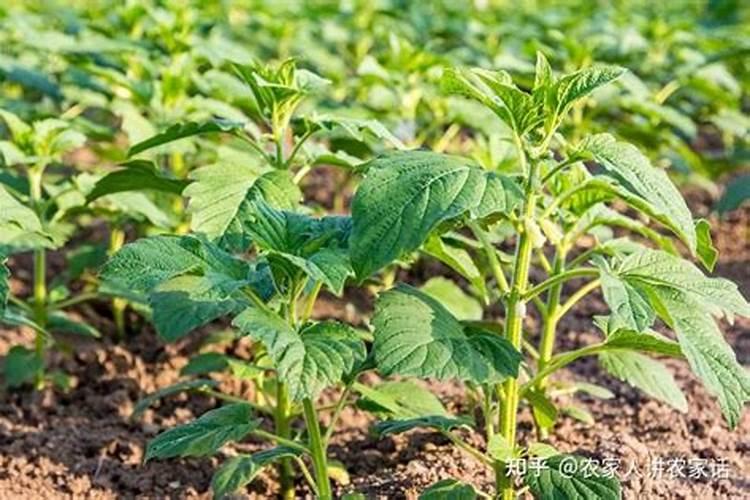 芝麻喷什么叶面肥好呢