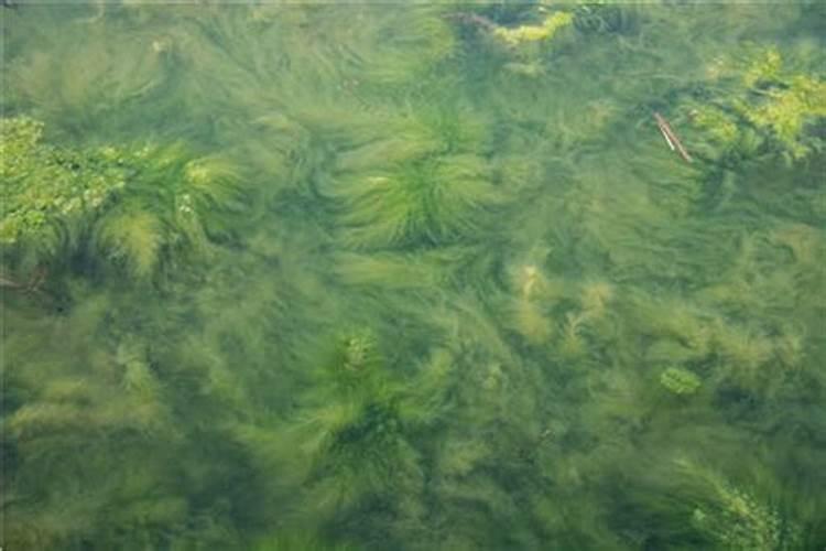 什么样的池塘易发蓝藻