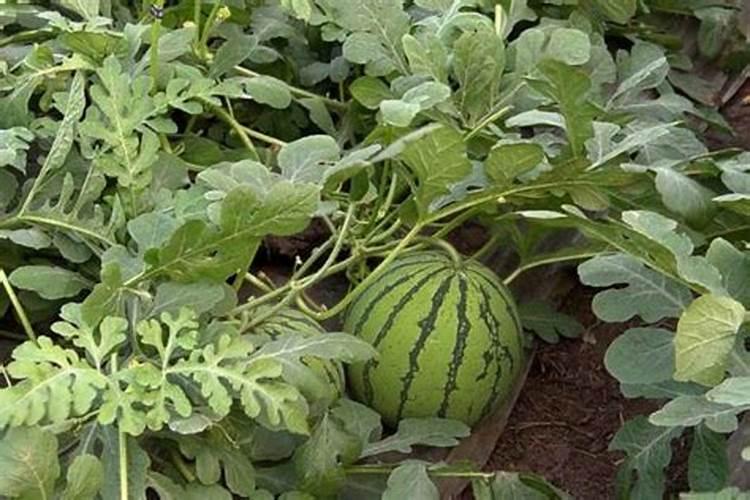 西瓜苗什么时候施肥