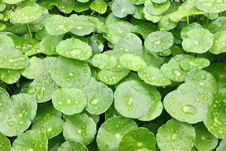 铜钱草几天能长出叶子