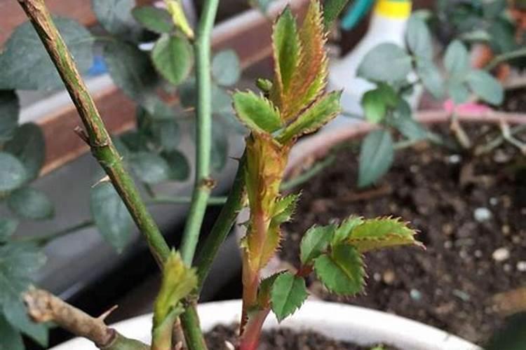 月季长了一根大笋怎么办