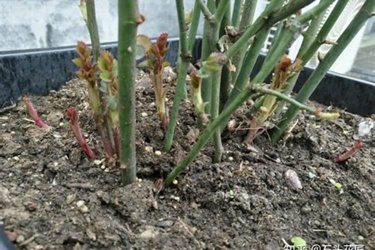 春季如何给月季施肥芽多叶多花苞更多