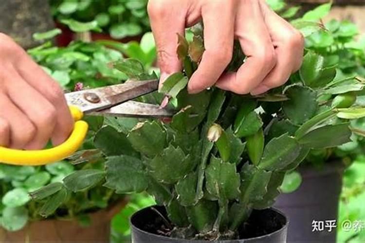 蟹爪兰的肥料与啥花通用