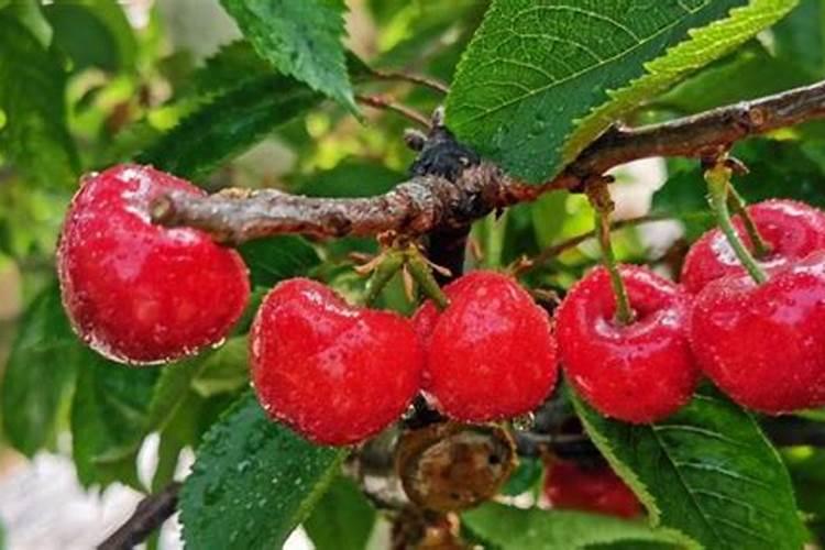 樱桃保花保果叶面喷什么好？樱桃挂果期用什么肥料吸收好？