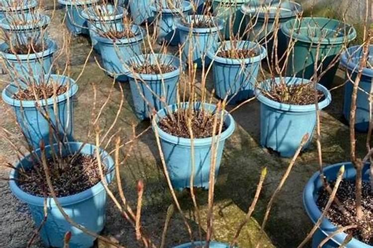 磷钾肥怎么浇花正确使用方法？分芽期可以用吗？