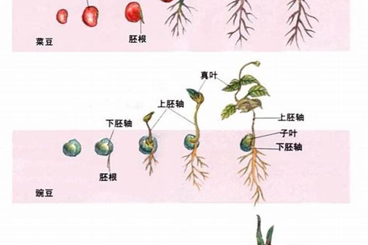 花芽分化用什么肥料好,什么肥料促进花芽分化