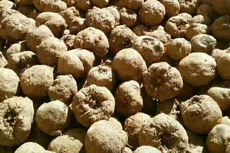 魔芋用什么肥料最好