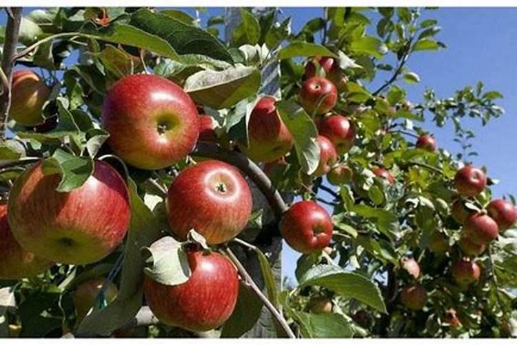 苹果树9月份施什么肥好