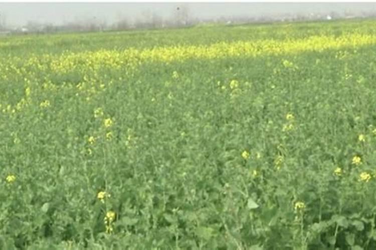 打完除草剂多久可以打叶面肥