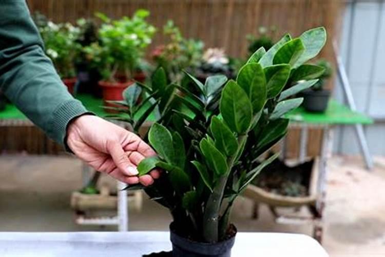 金钱树肥料怎么用