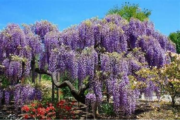 家养的绣球花,已经浇过水,为什么根部部分叶子发黄,叶子边卷翘还有点...