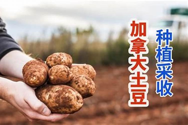 土豆怎样施肥 怎么给土豆施肥