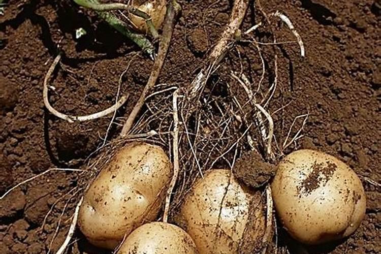 马铃薯植株茎杆中镁的含量是多少克？