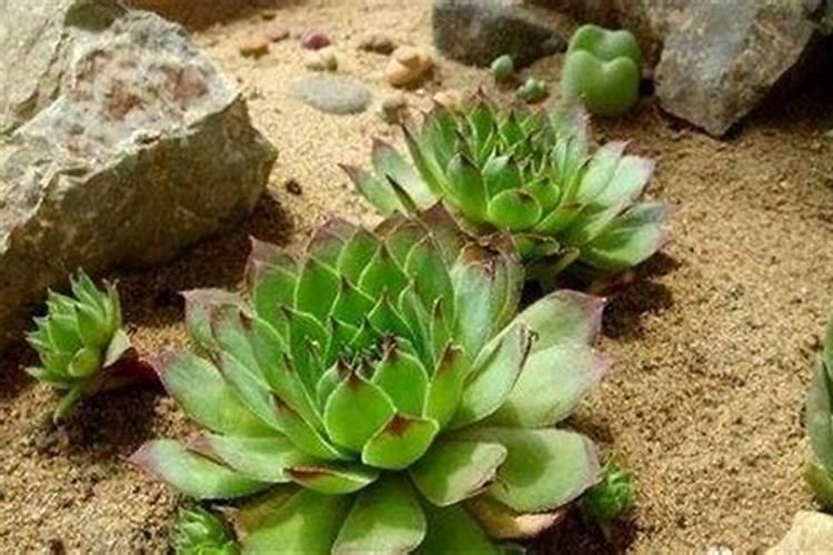 多肉植物怎么配土