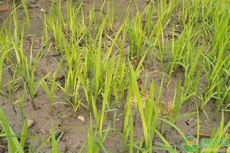 秧苗发黄怎么办