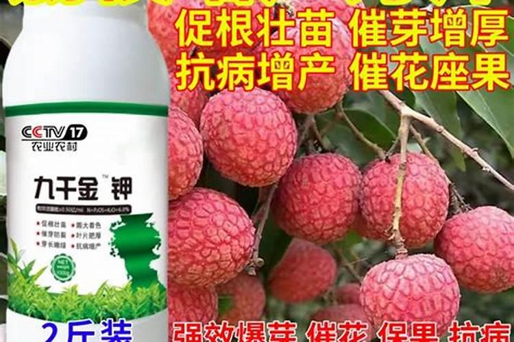 荔枝的需肥特点