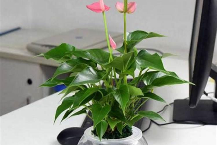 红掌的救活方法