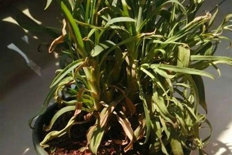 芍药蔫了怎么补救