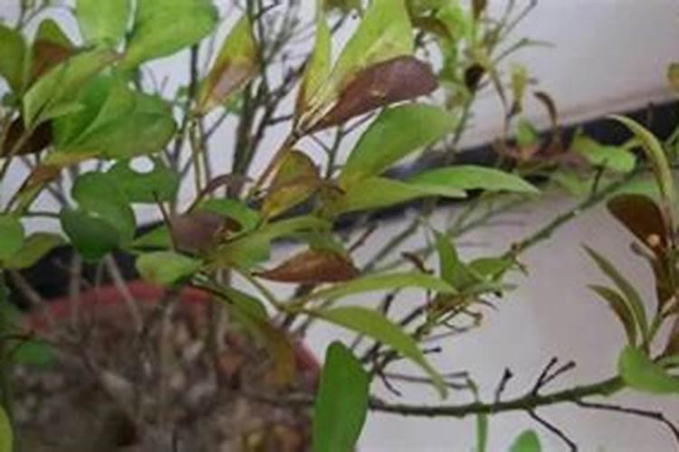 养花需要的几件神器,别小看它们,用处是真不少