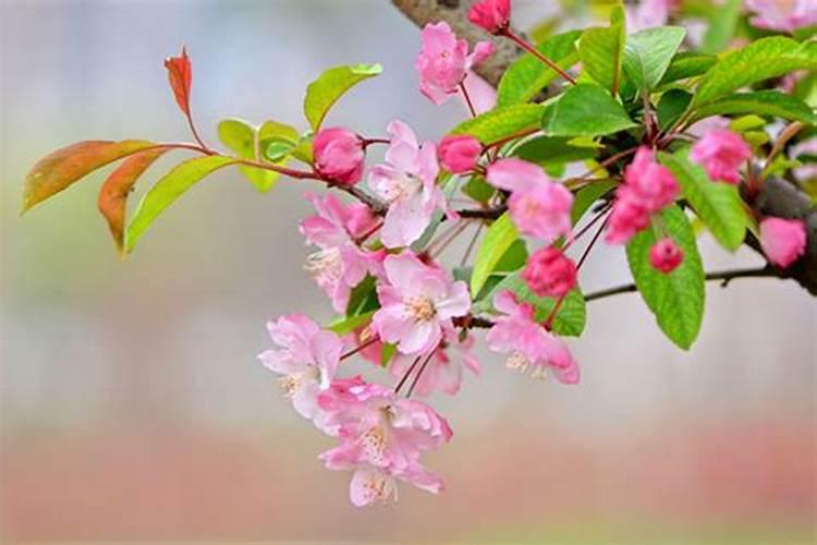 垂丝海棠种植方法和注意事项