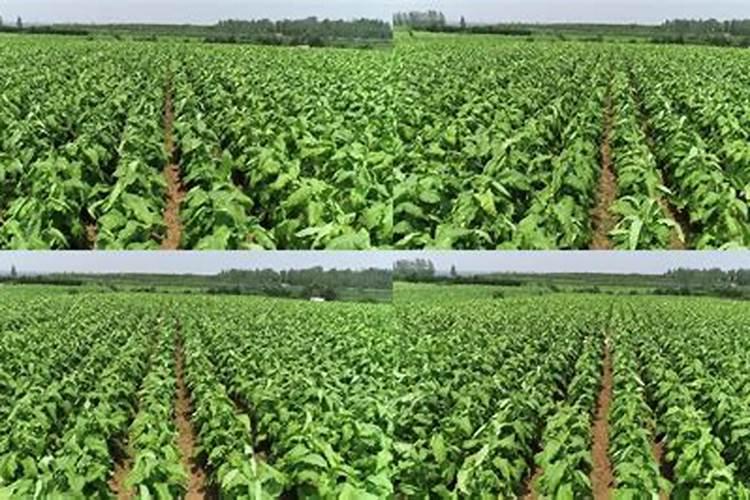 一亩烤烟用多少钾肥 什么时候施钾肥好