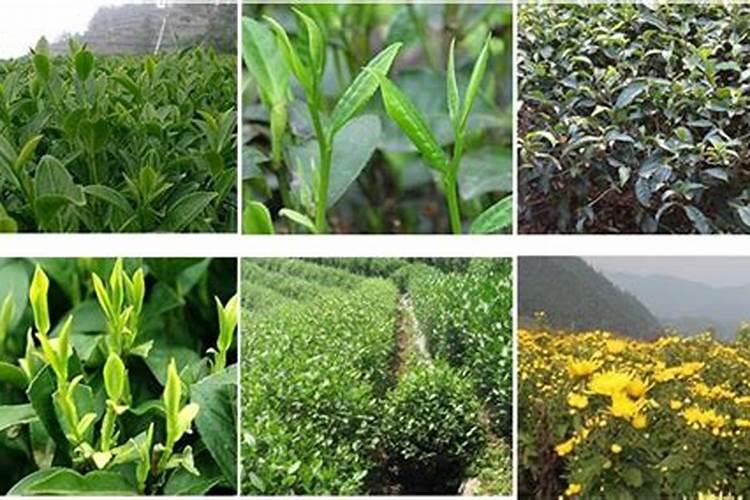 茶树叶片发生日灼怎么办？茶叶用什么叶面肥长得快？