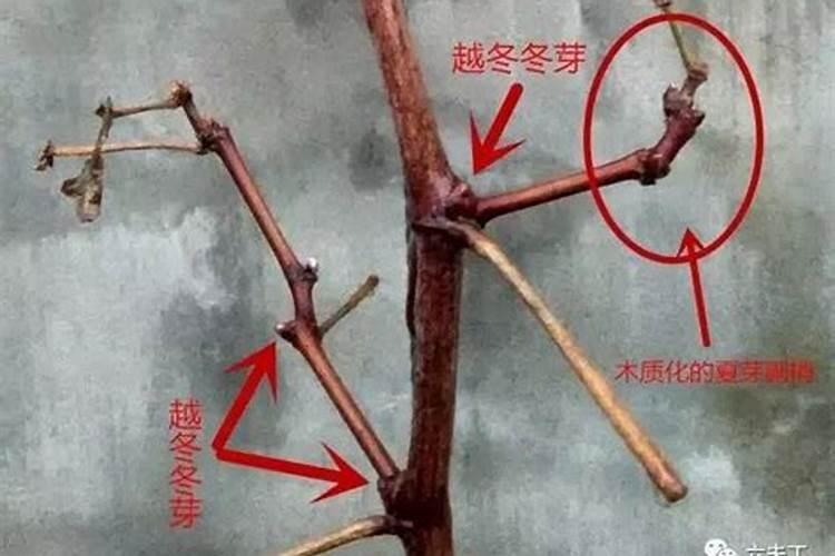 葡萄开花前用什么肥好