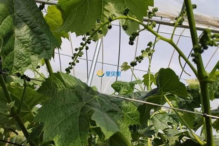 三个20的平衡水溶肥什么时候使用