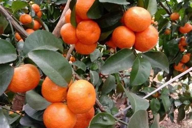 砂糖橘高产种植方法