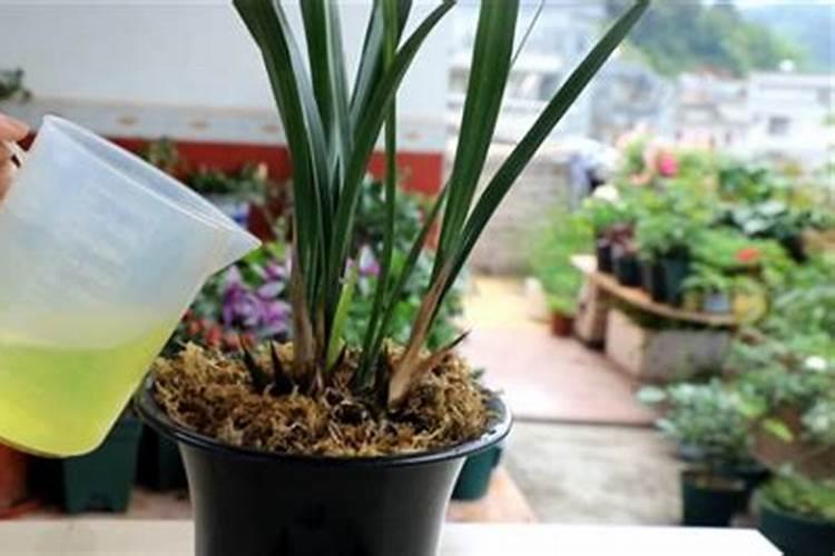 月度管理之【三月】兰花种养须知