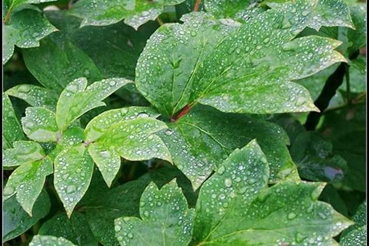 盆栽牡丹施肥过多叶面发黄变焦怎么办