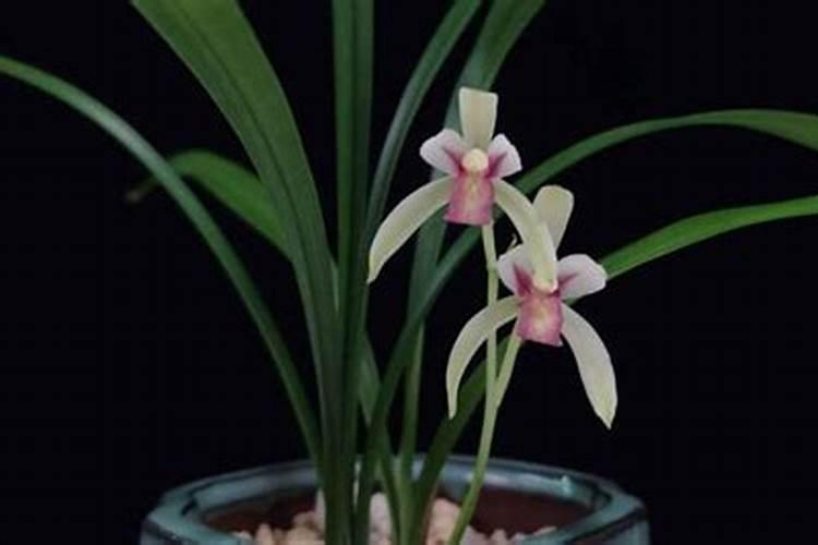 兰花的施肥方法及注意事项 兰花的施肥方法介绍